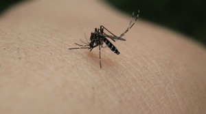 mosquito-dengue-fever