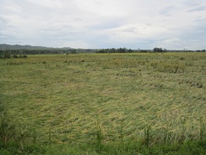 Rice crops destroyed by the typhoon