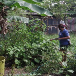 Urban Farming in the Time of a Pandemic